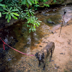 Rough Trail